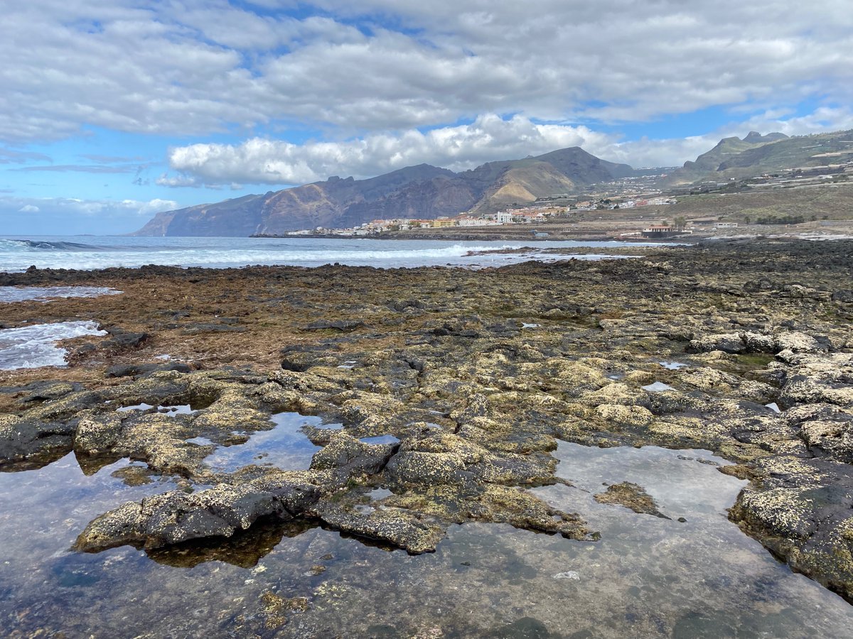 Interested in the #ecosystem services or #historical ecology of #marine forest communities and have a related PhD? If so, apply for this exciting postdoc role at the University of Exeter's Cornwall campus, with fieldwork in Tenerife! Deadline 12 March. jobs.exeter.ac.uk/hrpr_webrecrui…