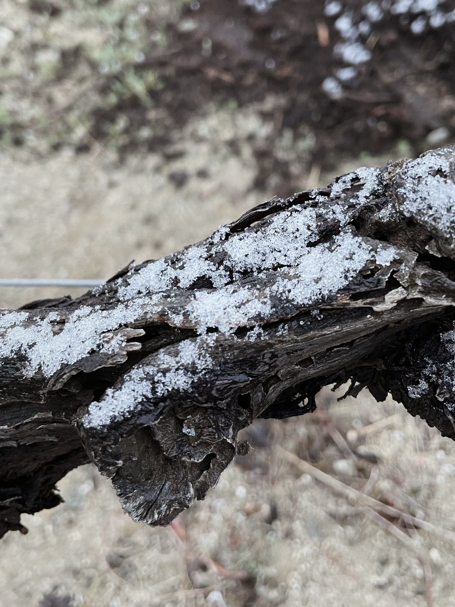 Alta Alella • Celler de les Aus tweet media