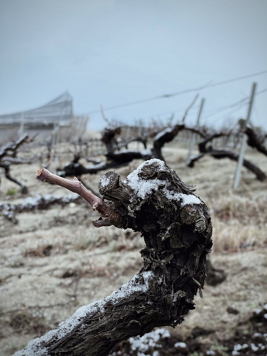 Avui ens hem llevat amb una sorpresa a la vinya😍 La neu caiguda durant la nit encara es deixava veure als ceps❄️ Una imatge molt inusual al nostre territori! #AltaAlella #CellerdelesAus #FamíliaPujolBusquets Vins i caves ecològics 🍷🌱