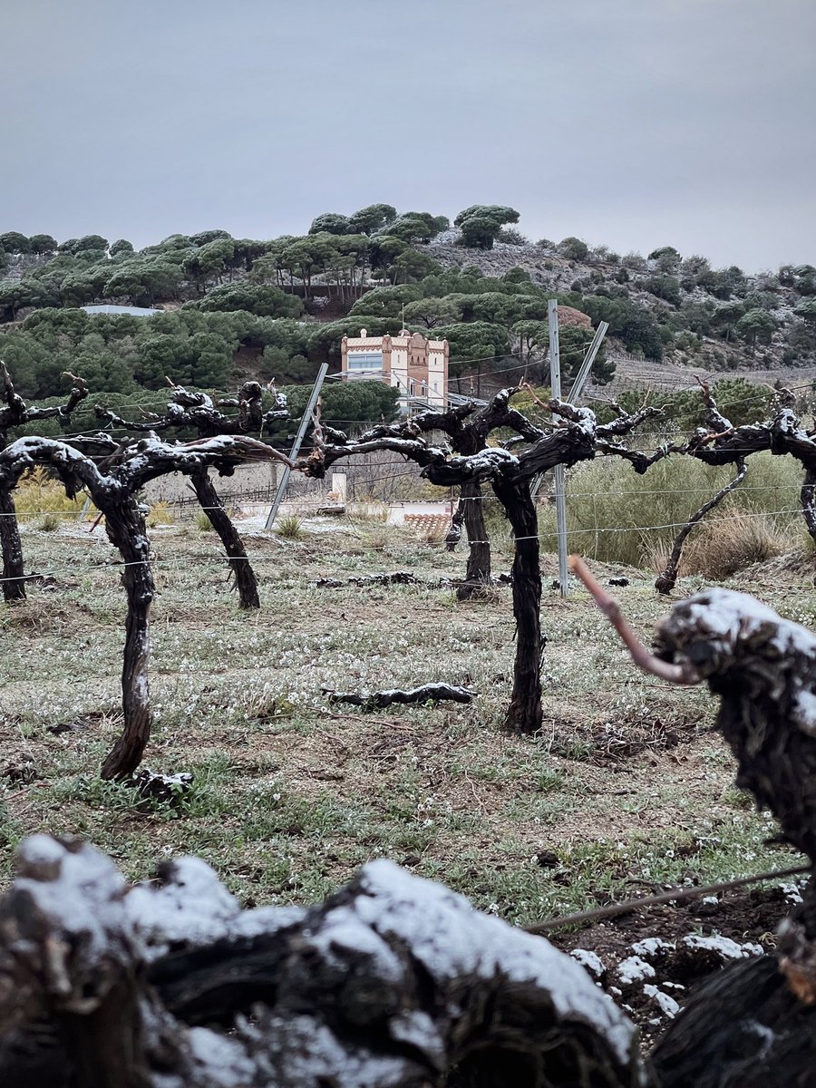 Alta Alella • Celler de les Aus tweet media