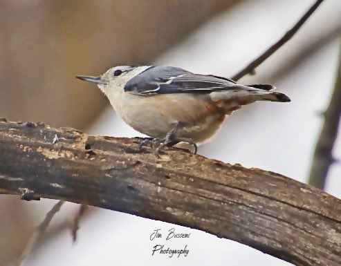 Jbusc33's tweet photo. #whitebreastednuthatch #birdsofinstagram #audubonsociety #lookingforfood #wildlife #whitebreastednuthatchesofinstagram #your_best_birds @News_8 @13WHAM #bh_wildlifephotography #picturetokeep_weekly #just_newyork @news10nbc @shutterbugpix https://t.co/qxP1H8jIwH