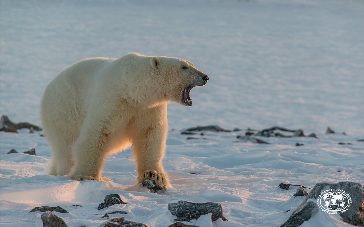 Russia's tweet photo. 🐻‍❄️ Today is #PolarBear Day!

🇷🇺 #Russia is home for over 5'000 of these wonderful animals, living in 19 major habitats in the Arctic.

#DYK ❓ that polar bears are included on the IUCN Red List. Despite massive conservation efforts climate change remains a huge challenge. https://t.co/zPYC2ZZvRS