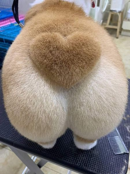 Who doesn’t like such a loving butt 😍😍
*
*
*
#usa #busanamuslim #instanusantara #madeinusa #sausagedog #peluangusaha #meusamores #sausage #busan #pausaparafeminices #jerusalem #upperleftusa #canonusa #urunumusatiyorum #usarmy #blusas #batiknusantara #blusa #preorderusa