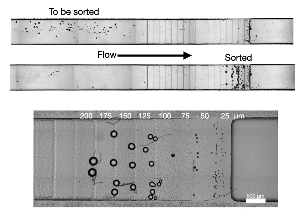V_Saggiomo's tweet image. Can you use standard #3Dprinters to make #microfluidics for separating #microparticles down to 25 microns? 
Spoiler alert: YES we can on a “staircase microfluidic device” 
But why and how? 
paper: chemrxiv.org/engage/chemrxi…  1/12