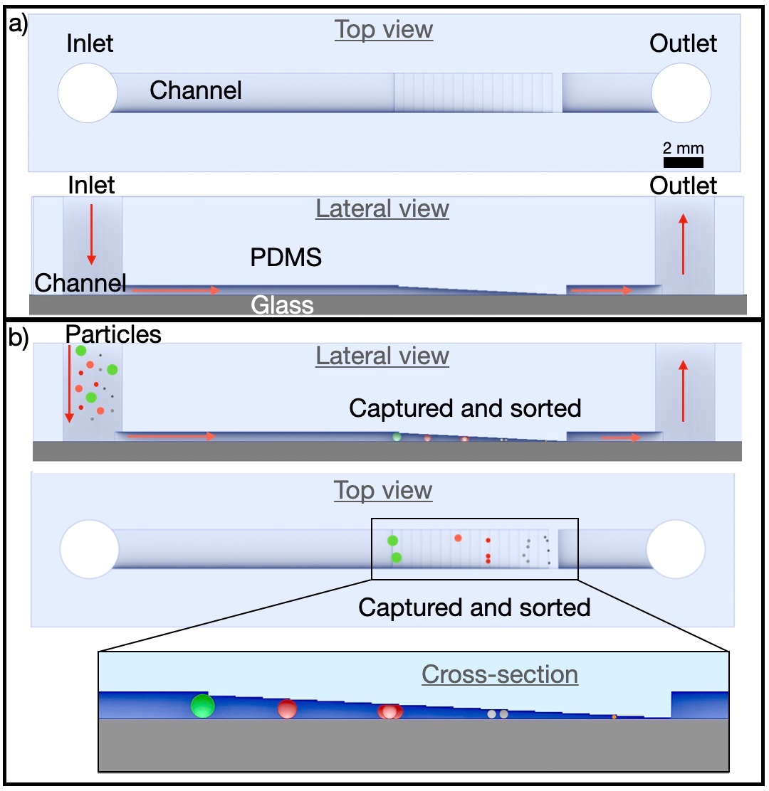 V_Saggiomo's tweet image. Can you use standard #3Dprinters to make #microfluidics for separating #microparticles down to 25 microns? 
Spoiler alert: YES we can on a “staircase microfluidic device” 
But why and how? 
paper: chemrxiv.org/engage/chemrxi…  1/12