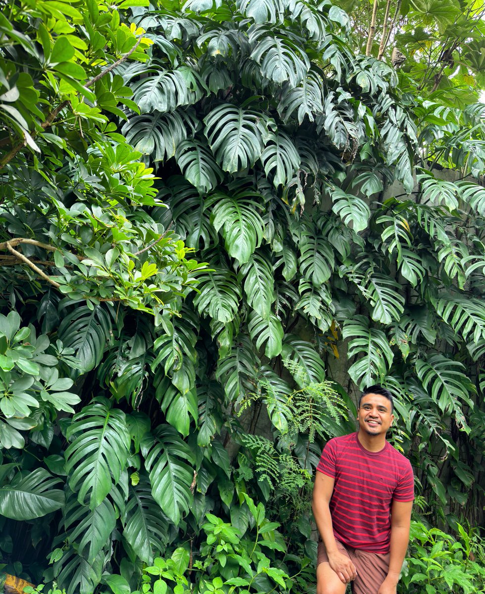 dnltbing's tweet image. When arriving home, I was particularly struck by this wild #Epipremnum jungle in our home backyard. It wasn’t like this 3 years ago when I left for the states.
So posing here before leaving again is definitely a must!
#WestJava