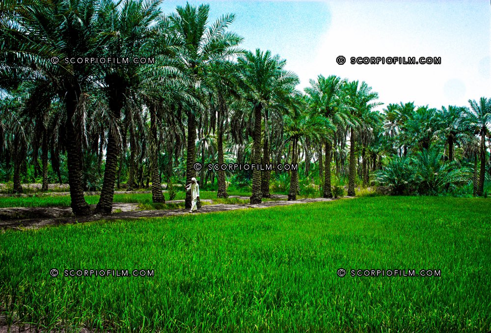 صور ة (نادرة) لنخيل الأحساء  .. من تصوير الفرنسي رنيه تشيكوف مينوزا René Tchékof Minosa (١٩٧٧ م)