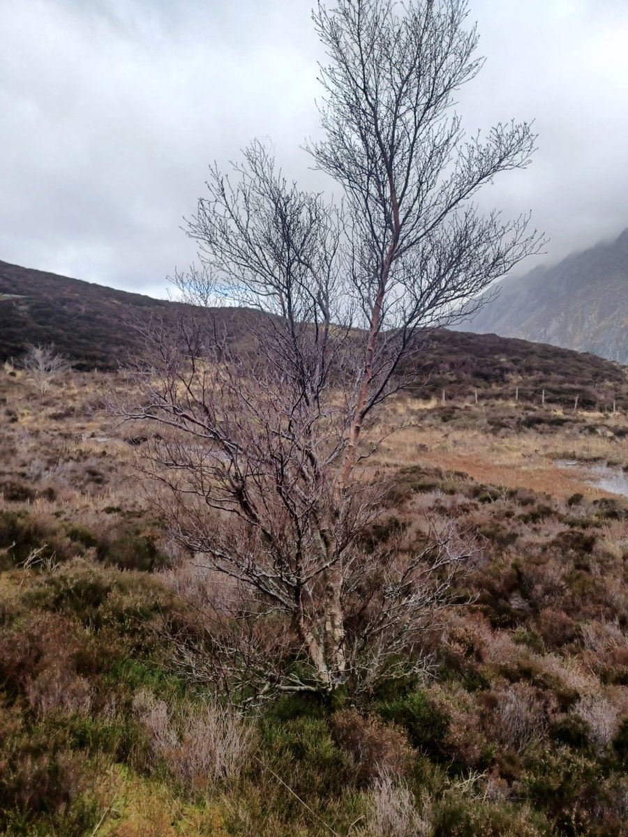 Cwm_Idwal's tweet photo. Planhigyn yr Wythnos
Bedwen Lwyd
Yn y mannau lle nad oes pori wedi digwydd ers degawdau, mae coed wedi sefydlu yn y warchodfa.
Mae'r fedwen lwyd yn un o'r rhai cyntaf i ail sefydlu ac yn gallu goroesi hinsawdd caeld a phriddoedd gwlyb.
#natur #chwefror #dyddllun https://t.co/bXxdz3GdWk