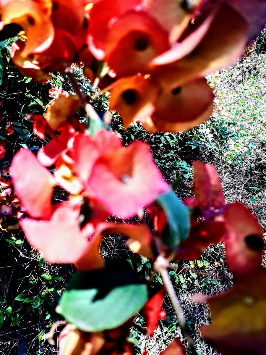 debi1943's tweet photo. @yolyol51 הצלילים נשמרו ,
וקולם ענוג ורך ,
והרוח האדירה קולם , 
עד אלי. 
 . https://t.co/VMsWCPeybM