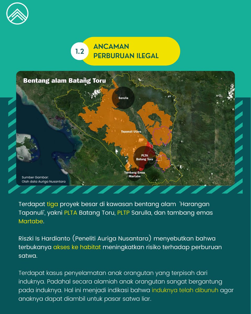 satyabumi's tweet photo. Seri Investigasi Kolaborasi SIEJ - ANCAMAN HABITAT ORANGUTAN TAPANULI [1]

Akibat dari proyek tsb, habitat orangutan di Tapanuli Selatan terfragmentasi dan mengancam kehidupan mereka mulai dari ancaman penyakit, perburuan satwa ilegal, dan konflik dengan warga. #savebatangtoru https://t.co/wg78MqHdgs