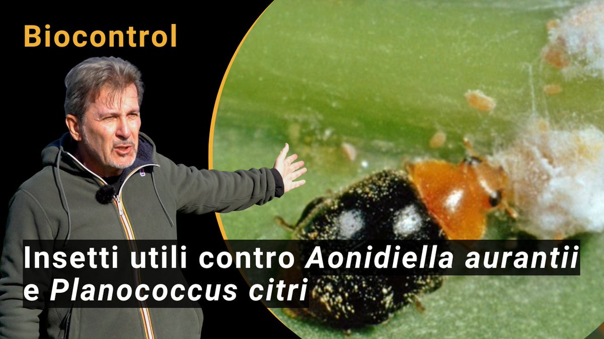 biofruitnet's tweet photo. 📢 New Video!
Biocontrol methods for Aonidiella aurantii and Planococcus citri
👉 Click here: https://t.co/BpieATXgn7
# Biocontrol #AgriFood #Innovation #OrganicFruit #PrimaryProducers #Bioeconomy #emergingpests #preventivemeasures https://t.co/1PvOAtTSnL