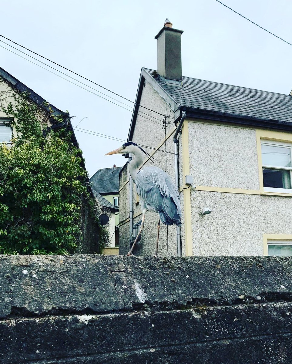 SineadBarry77's tweet photo. The Blackpool Heron #heron #herons #heronsofinstagram #birds #bird #wildlife #city #blackpool #corkcity #ireland #ornothology #iphoneonly #filter https://t.co/8XYf5lrdTm