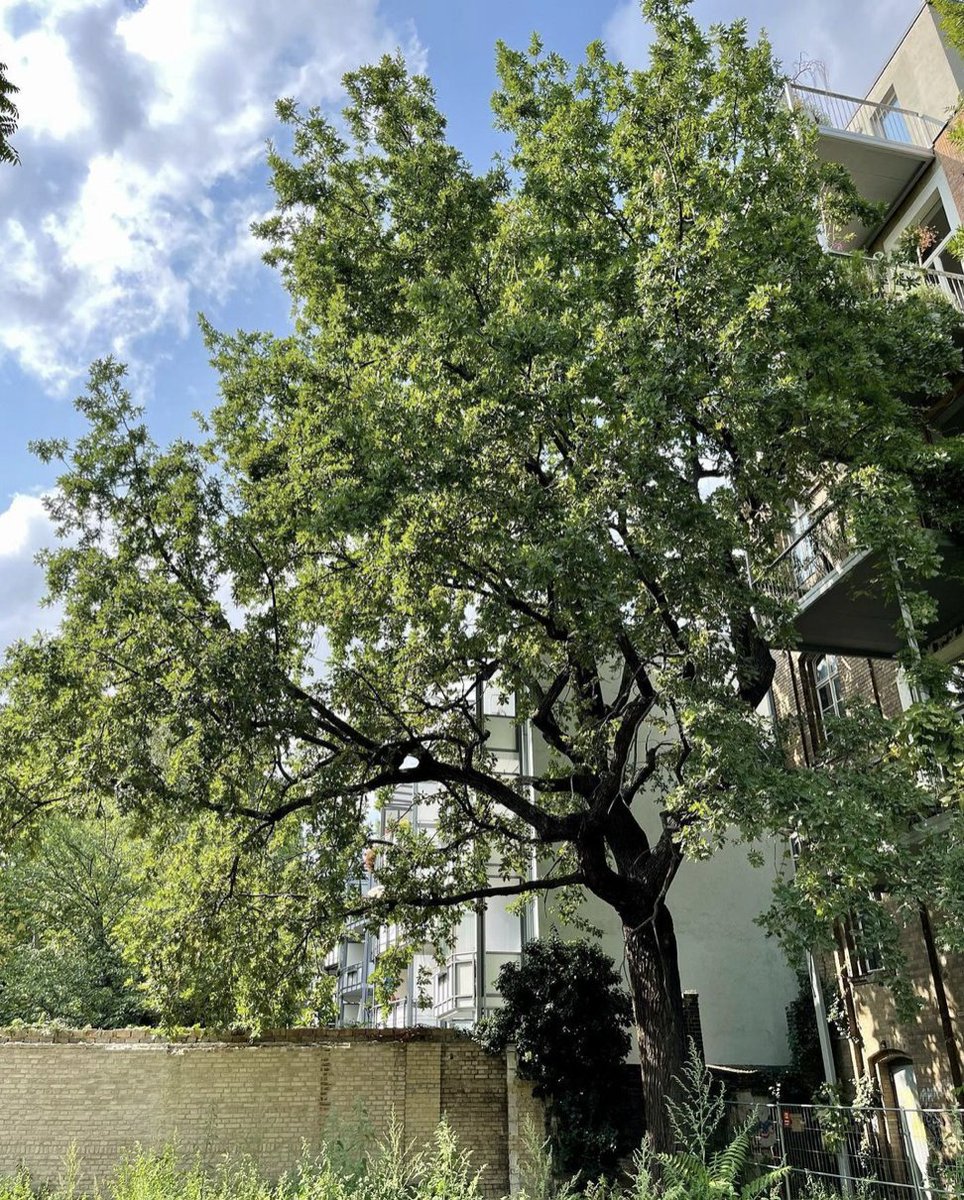 Ingwar Perowanowitsch (@perowinger94) on Twitter photo Großartige Neuigkeiten🚀🚀🚀 Der Investor, der die 220 Jahre alte Berliner Eiche für 6 Parkplätze fällen lassen wollte, hat der Initiative soeben mitgeteilt, dass er der Baum stehen bleiben werde. Der öffentliche Druck hat also gewirkt. Danke an alle, fürs Email schreiben❤️❤️ Großartige Neuigkeiten🚀🚀🚀 Der Investor, der die 220 Jahre alte Berliner Eiche für 6 Parkplätze fällen lassen wollte, hat der Initiative soeben mitgeteilt, dass er der Baum stehen bleiben werde. Der öffentliche Druck hat also gewirkt. Danke an alle, fürs Email schreiben❤️❤️