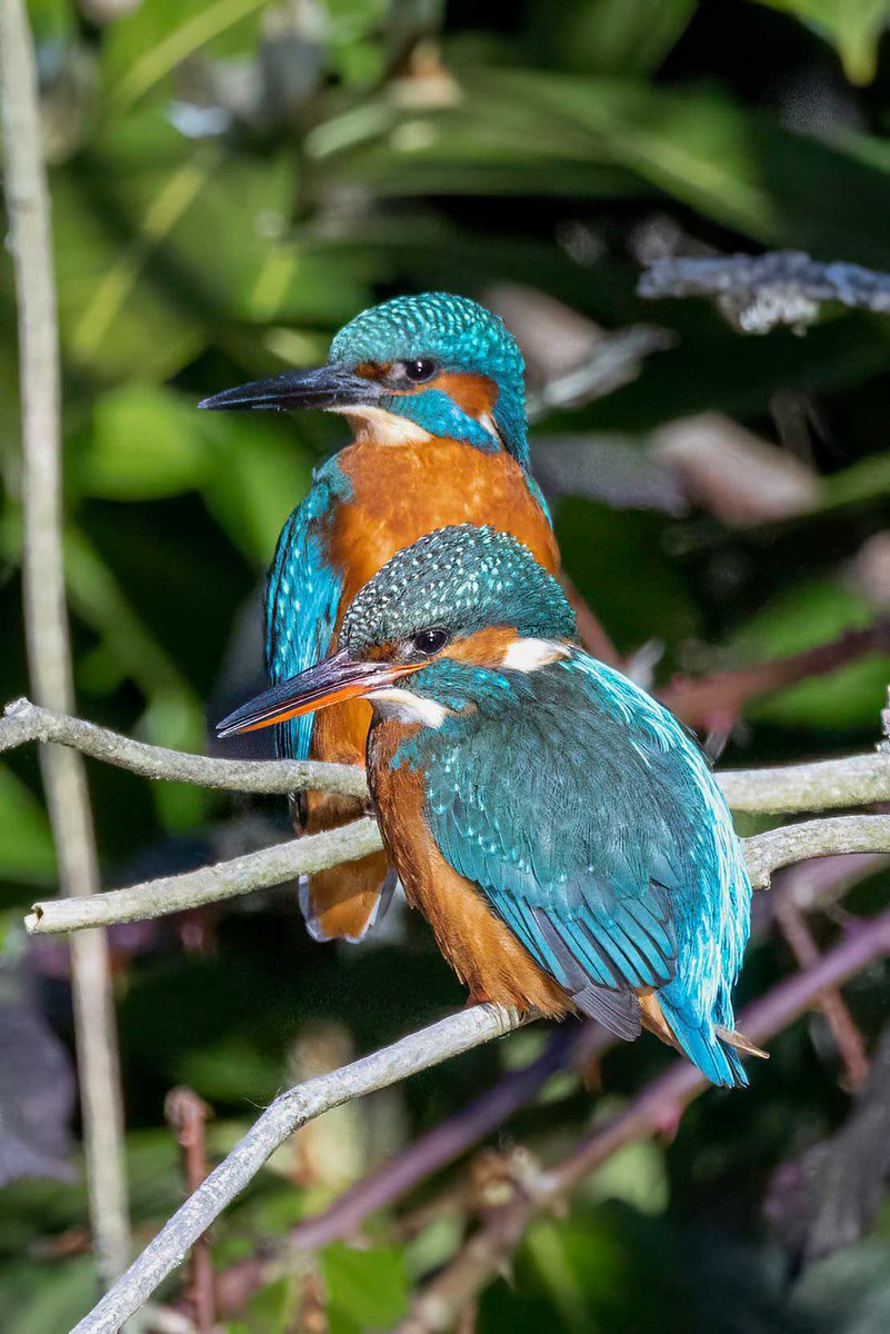 hertskingfisher's tweet image. Looking in the same direction. (Another shot from yesterday)