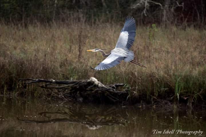 Tim Isbell tweet media