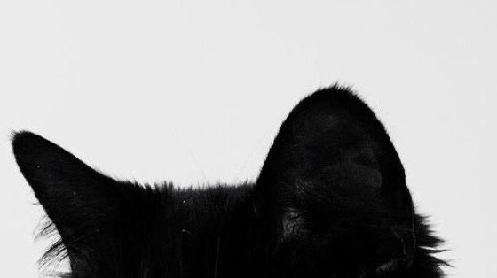 Kittenhwang tweet media