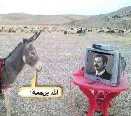 alsfyr_al's tweet photo. @AhmedIraqi2242 اثنين انجس الكلب العقور الصدامي والذيل التبعي الموقف سلاح والتخفي في الحفر شيم الجرذان https://t.co/qZJqpxKSr3