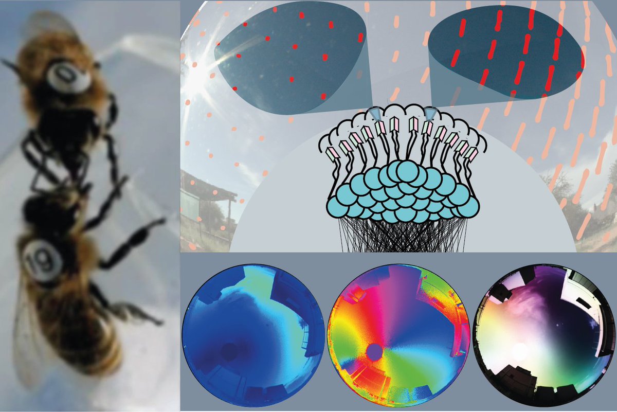 Centre for the Adv Study of Collective Behaviour (@cbehav) on Twitter photo Job alert 📢: How does a #bee see the sky? At the <a href="/JJFosterLab/">JJFosterLab</a> you have the chance to answer this exciting question! Come and join us at the #CASCB <a href="/UniKonstanz/">Universität Konstanz</a> and <a href="/MPI_animalbehav/">MPI-AB is on Bluesky @mpi-animalbehav.bsky.social</a>!
🐝🐝🐝
#neuroscience #biology #PhDposition
exc.uni-konstanz.de/collective-beh…
<a href="/ResearchGermany/">Research in Germany - Initiative of the BMFTR</a> Job alert 📢: How does a #bee see the sky? At the <a href="/JJFosterLab/">JJFosterLab</a> you have the chance to answer this exciting question! Come and join us at the #CASCB <a href="/UniKonstanz/">Universität Konstanz</a> and <a href="/MPI_animalbehav/">MPI-AB is on Bluesky @mpi-animalbehav.bsky.social</a>!
🐝🐝🐝
#neuroscience #biology #PhDposition
exc.uni-konstanz.de/collective-beh…
<a href="/ResearchGermany/">Research in Germany - Initiative of the BMFTR</a>