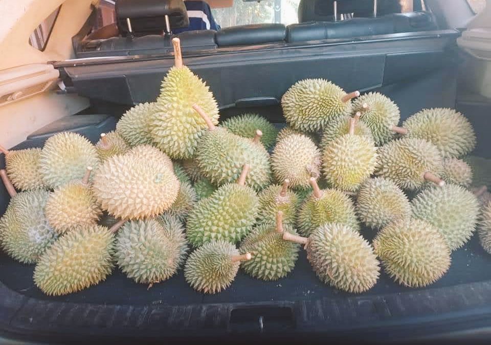 AbdullahAHamid's tweet photo. Durian from Terengganu is the best, specifically the one yang tumbuh and berbuah dekat dusun kami. 

Your. Durian. Could. Never. https://t.co/kVerxFlDqq
