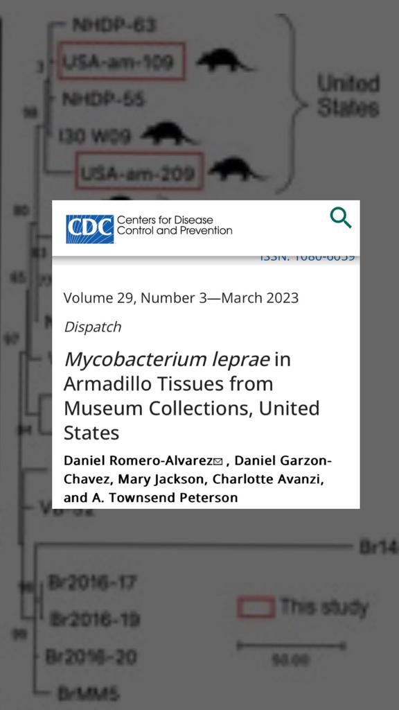 Daniel Romero-Alvarez (@vakdaro) on Twitter photo After ~2 years of work, we share our results about the presence of M. leprae in tissues from #armadillos kept at #museum collections in the #US published in <a href="/EIDjournal/">EID journal</a> wwwnc.cdc.gov/eid/article/29… #leprosy #science #scicomm thks to <a href="/DanielGarzonCH/">Daniel Garzon-Chavez</a>, <a href="/CAvanzi/">Charlotte Avanzi</a>, M Jackson,
@ATP_biodiv After ~2 years of work, we share our results about the presence of M. leprae in tissues from #armadillos kept at #museum collections in the #US published in <a href="/EIDjournal/">EID journal</a> wwwnc.cdc.gov/eid/article/29… #leprosy #science #scicomm thks to <a href="/DanielGarzonCH/">Daniel Garzon-Chavez</a>, <a href="/CAvanzi/">Charlotte Avanzi</a>, M Jackson,
@ATP_biodiv