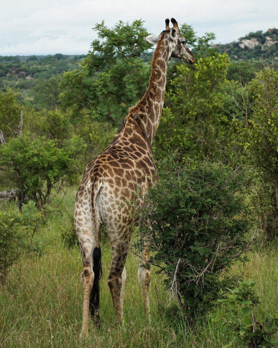 JockSafari's tweet photo. Research has shown that the giraffe is one of the most sought-after animals for photographic safari goers.

At a height of up to 5.5m, the giraffe is the tallest animal in the world.

#giraffe #giraffes #giraffesofinstagram #giraffelife

Images by Hotels Teamtation 📷 https://t.co/b8EFFbgOXI
