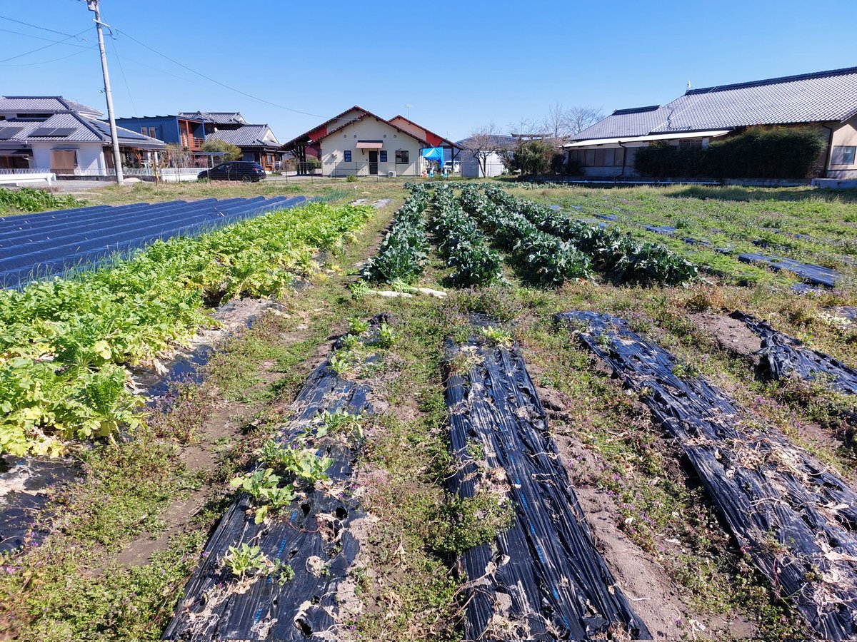 josverstegen's tweet photo. Vandaag #biologische #strokenlandbouw Japanse stijl mogen aanschouwen. Mooie vulkanische grond in de dalen #daikon #koolrabi #knoflook #rodebiet #hondsdraf #japanseprei #aardappelen Aya regio #miyazaki https://t.co/NTHjTUyDUr