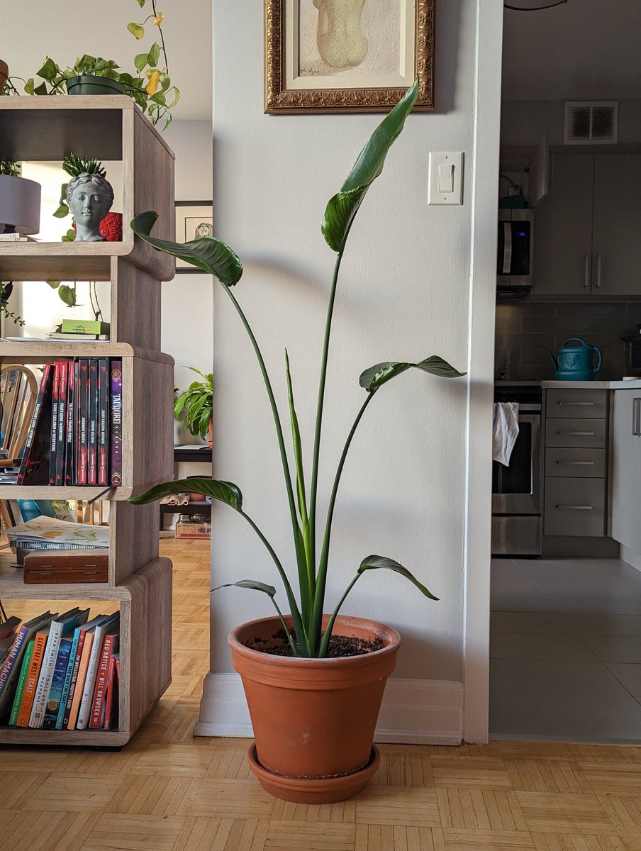 James McLeod tweet media