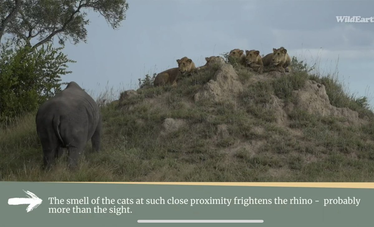 Some screenshots from the informative new show on #WildEarth called ##JustNature #Wildwatch . It’s a show that displays short clips of animal sightings with a lower banner that explains interesting info or what’s happening in the scene.