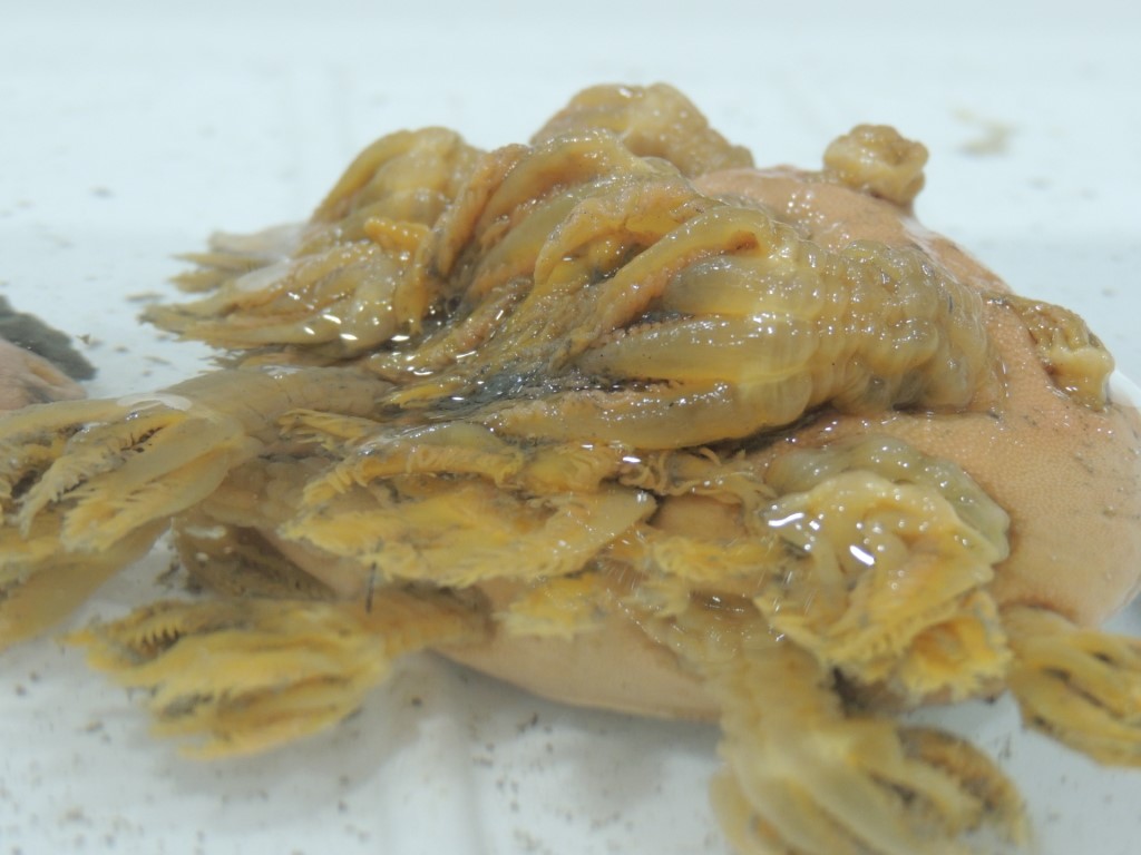 BAS_News's tweet image. Amongst the mud-dwelling creatures were sea spiders, sea pigs (types of sea cucumber), soft corals and spiky scale-worms! These animals come from the test deployment at 600 m but our next trawls will be much deeper! #SDAScience 📸@glupglup2