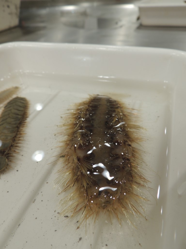 BAS_News's tweet image. Amongst the mud-dwelling creatures were sea spiders, sea pigs (types of sea cucumber), soft corals and spiky scale-worms! These animals come from the test deployment at 600 m but our next trawls will be much deeper! #SDAScience 📸@glupglup2