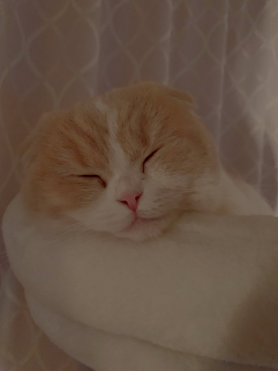 おやすみ☺️🌙.°
 #夜は猫といっしょ