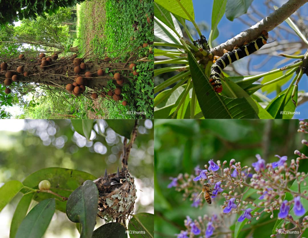 En este día del Botánico Cubano, queremos felicitar a todos los investigadores que desde la ciencia aportan a la flora cubana, en especial a los de nuestro Jardín Botánico, belleza natural de la #UCLVnuestra 💚
#Felicidades 🎊