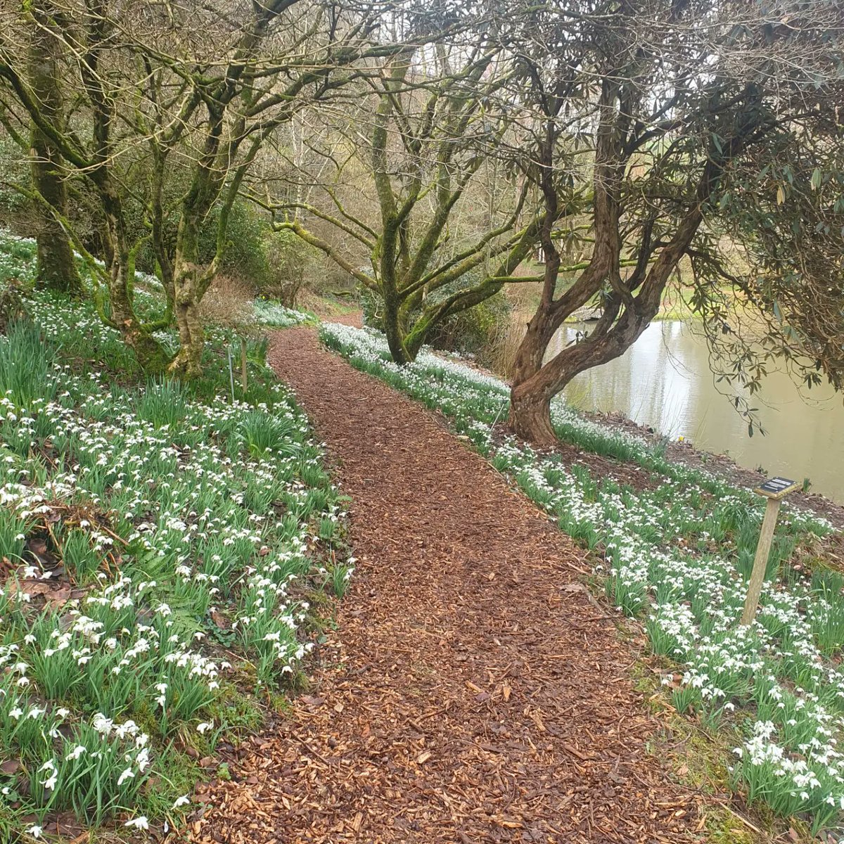 Marwood Gardens is beautiful at this time of the year, spring is coming!!!

#snowdrops
#marwood #marwoodgardens #Barnstaple