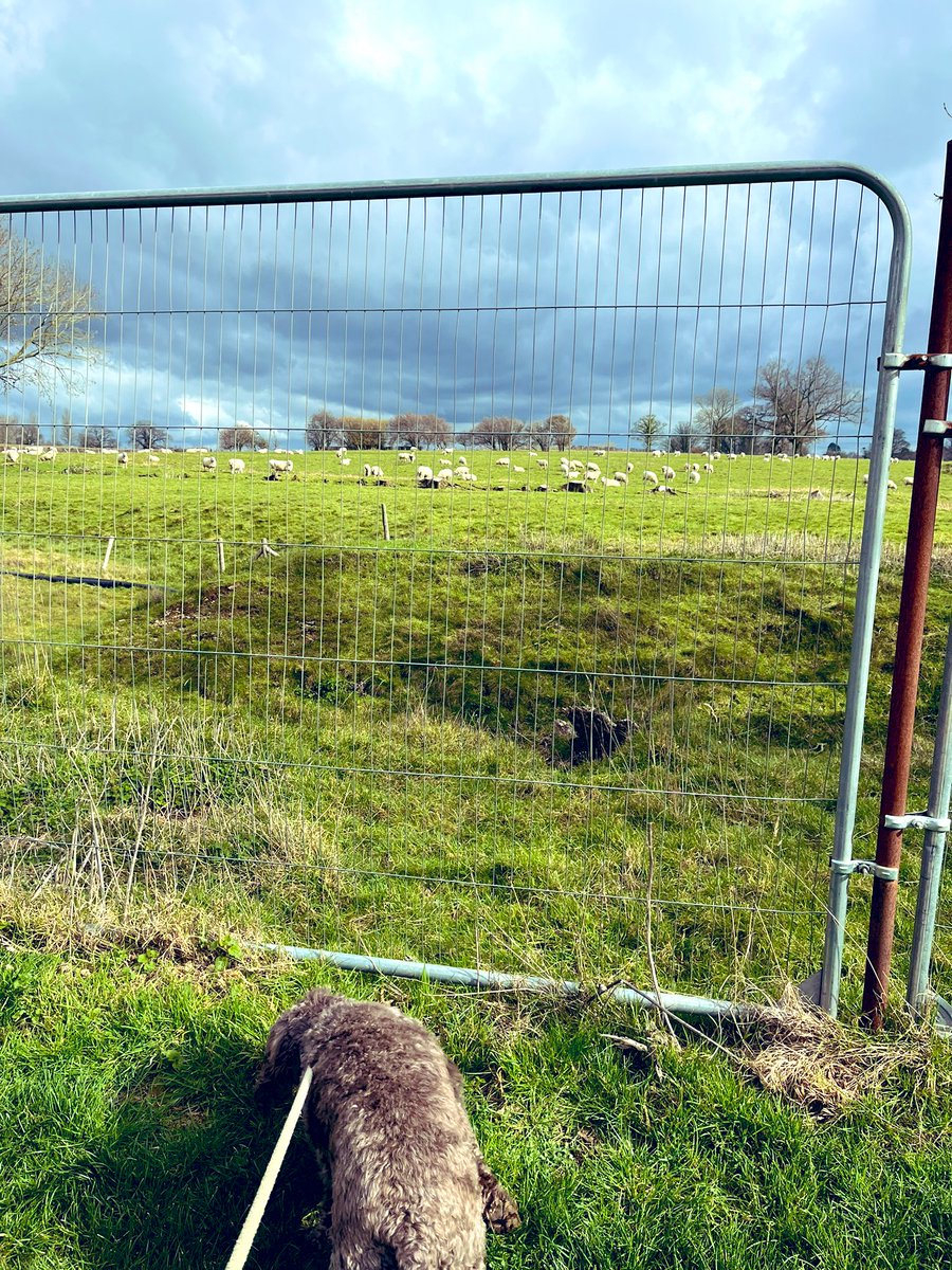 The benefit of dog sitting means I have to move from my desk at lunchtime.

A cold stroll to see our baaa-rilliant neighbours 🐑

#Monday