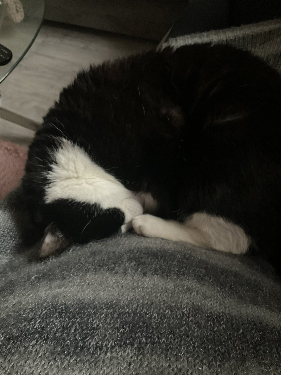 Tuxedosocks's tweet photo. I love my mummy’s jumper 🥰🥰 https://t.co/9R10ihZNjh