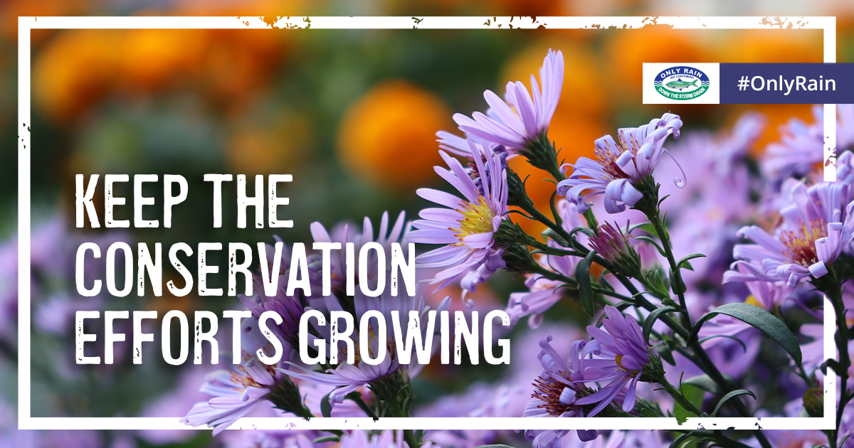 onlyrain_nova's tweet image. Need another excuse to add plants to your yard? Here’s one – they can make soil more #absorbable to runoff which will help decrease the amount of #pollution that ends up in our waterways. Learn more: onlyrain.org #OnlyRain