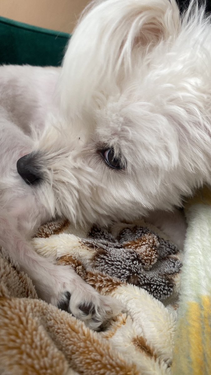 bemi öslemiş miydinis