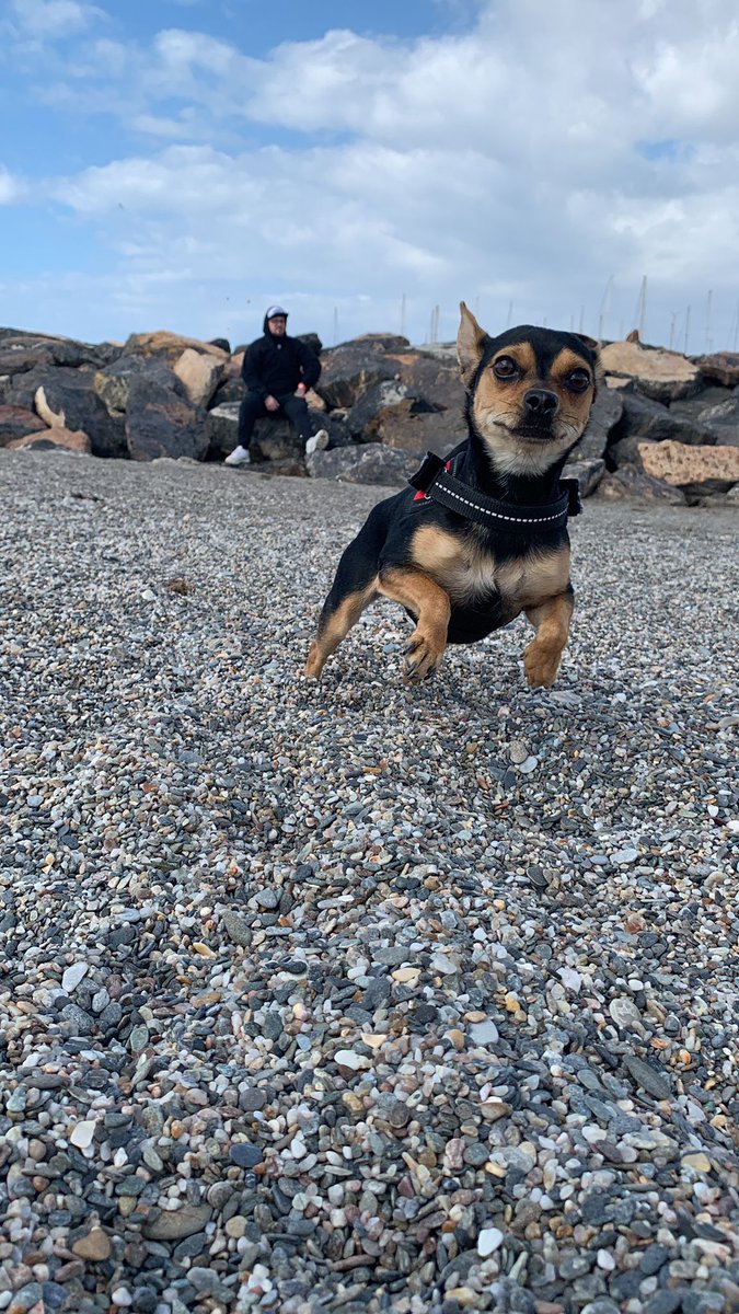 AlbertoAlemanJr's tweet photo. Primera vez en la playa, como disfruta mi Rixi ❤️🤟🏼😂 https://t.co/SIJQBYPWlq