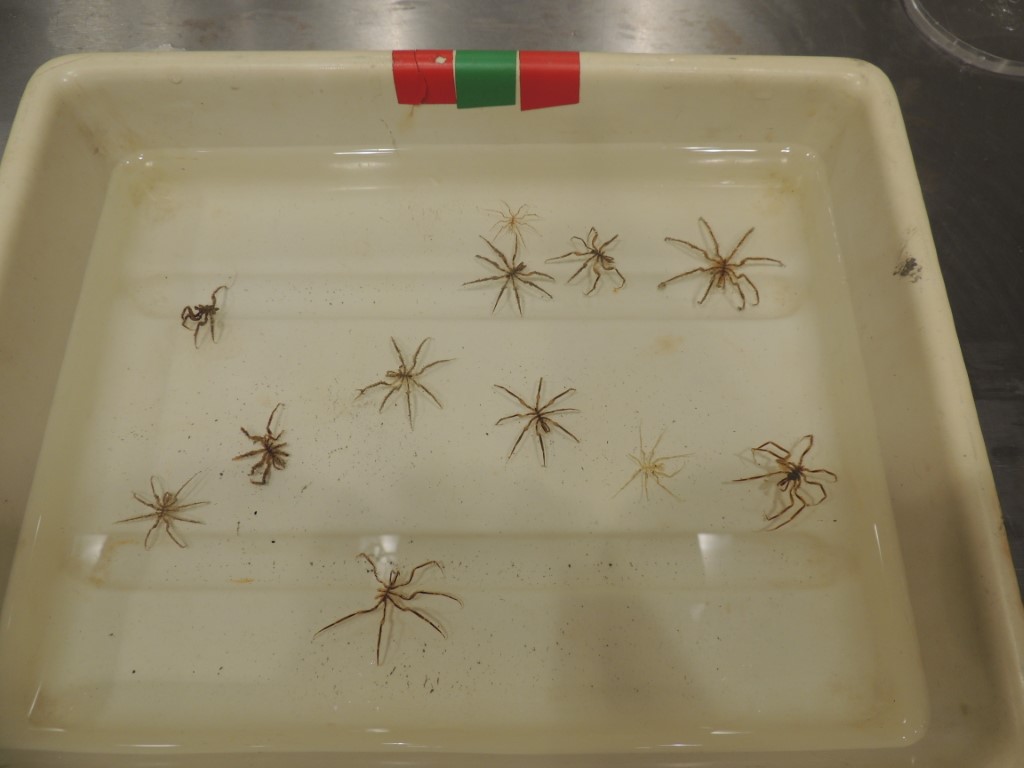 BAS_News's tweet image. Amongst the mud-dwelling creatures were sea spiders, sea pigs (types of sea cucumber), soft corals and spiky scale-worms! These animals come from the test deployment at 600 m but our next trawls will be much deeper! #SDAScience 📸@glupglup2