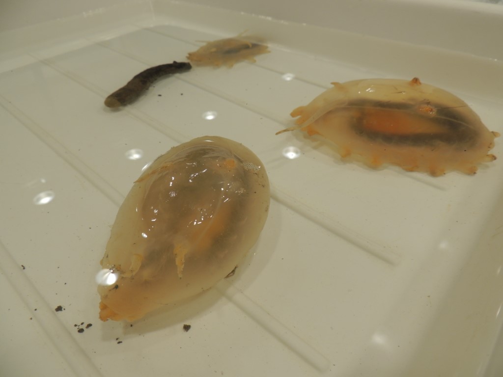 BAS_News's tweet image. Amongst the mud-dwelling creatures were sea spiders, sea pigs (types of sea cucumber), soft corals and spiky scale-worms! These animals come from the test deployment at 600 m but our next trawls will be much deeper! #SDAScience 📸@glupglup2