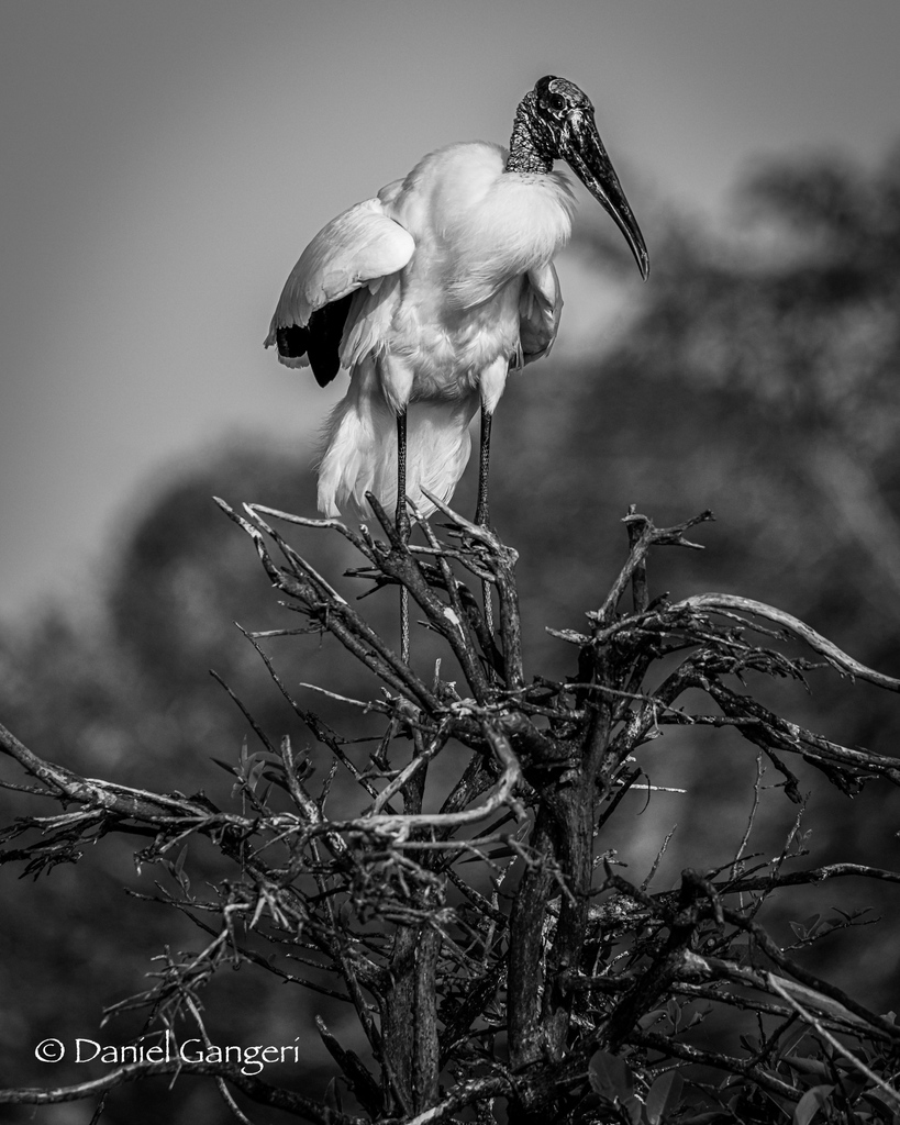 Dgangeri's tweet photo. Sticking with the black and white for another shot.  The super textured face of the wood stork works so well this style of photo.  Plus all the extra texture from the tree branches!  #woodstork #bwphotography #bwphotos #blackandwhitephoto #birdphotos https://t.co/39q2kv693h