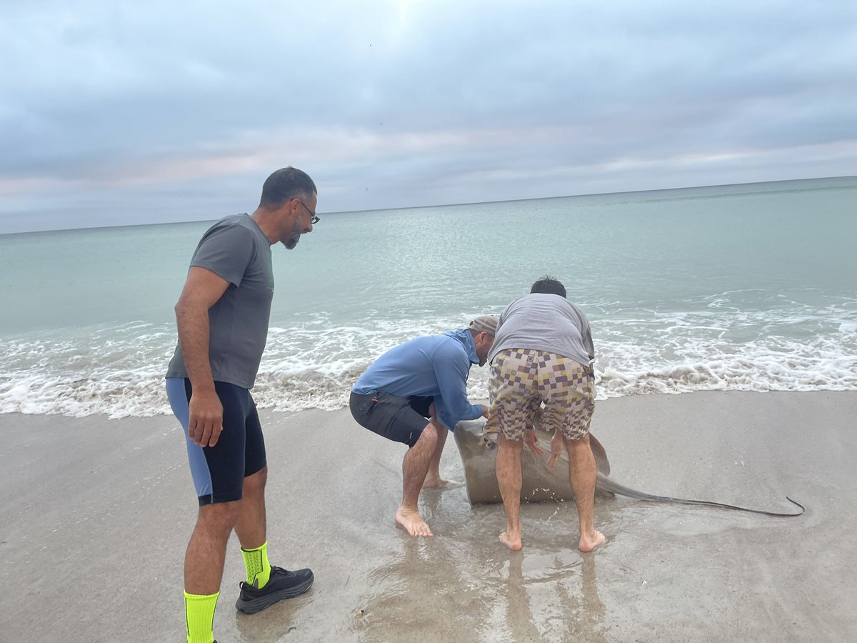 Todd M. Brusko tweet media