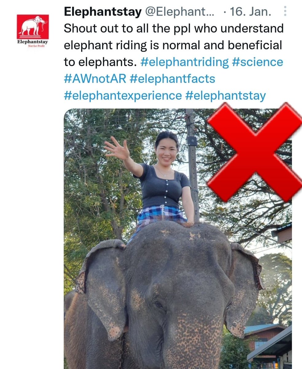 CitysFElephants's tweet image. 🔴 🐘🔴WARNING 🔴🐘 🔴
Stay away from #ElephantStay
🙏🏻 Pay attention 🙏🏻
This woman is PRO elephant ride.
We cannot endorse that.
Discussion not possible.
Some of us have already been blocked.
It affects these two accounts:
@elephantstay
@EwaElephantstay