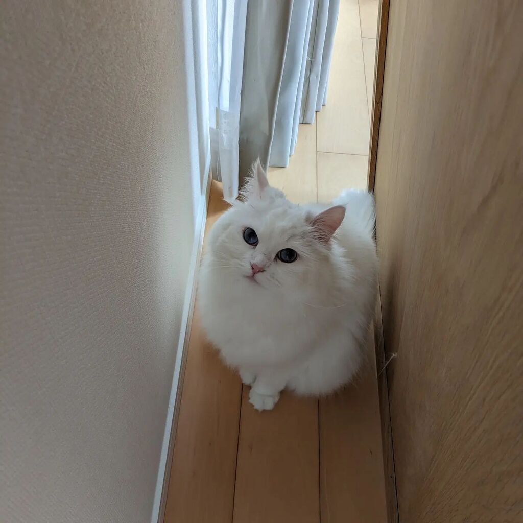 rosa2020071's tweet photo. #cat #CatsOfTwitter #ねこ from https://t.co/0XmD2yXnGD https://t.co/OguBGHCcYe