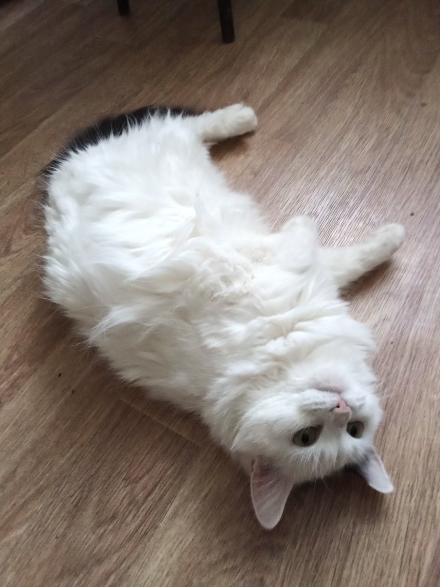 prosto_lycu's tweet image. Ксюша ищет новую семью 😭
Соседка попросила рассказать о кошке Ксюше. Ксюше 5-6 лет. Она домашняя плюшевая кошка. К сожалению, её хозяин в больнице с ишемией головного мозга. Это одинокий мужчина, я не знаю даже как он сам будет ухаживать за собой. Кошке нужен новый дом. Самара