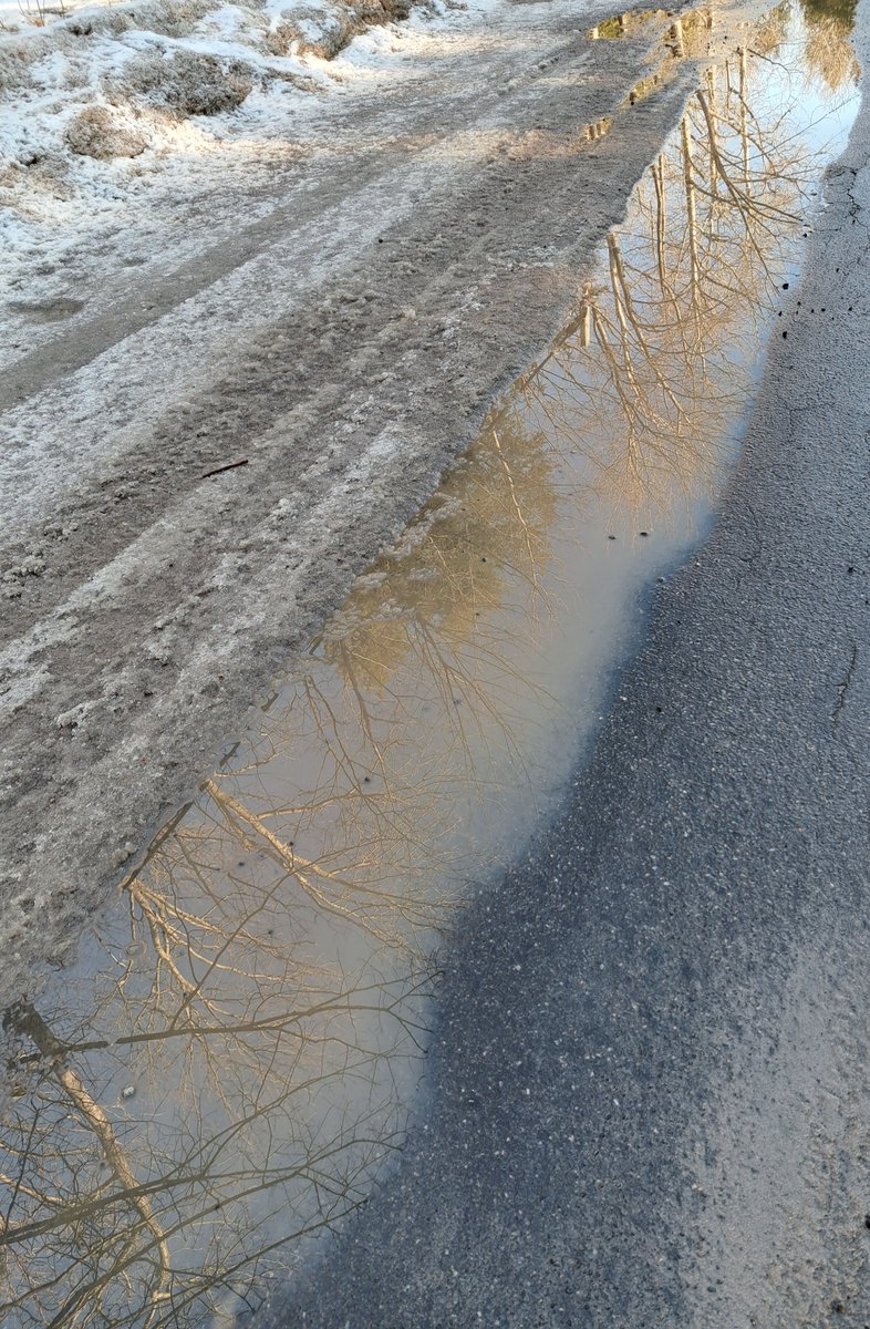 UteSchmid's tweet photo. @SiKImagery Thanks for inviting us to share our #tree #Silouettephotography!  These trees are part of the #SimcoeCountyForest, ON, Canada and were photographed reflected in puddles of snow melt along in @tinytownship . #ResidentialTourist #Snowflakelady https://t.co/oqnvnIxAMW