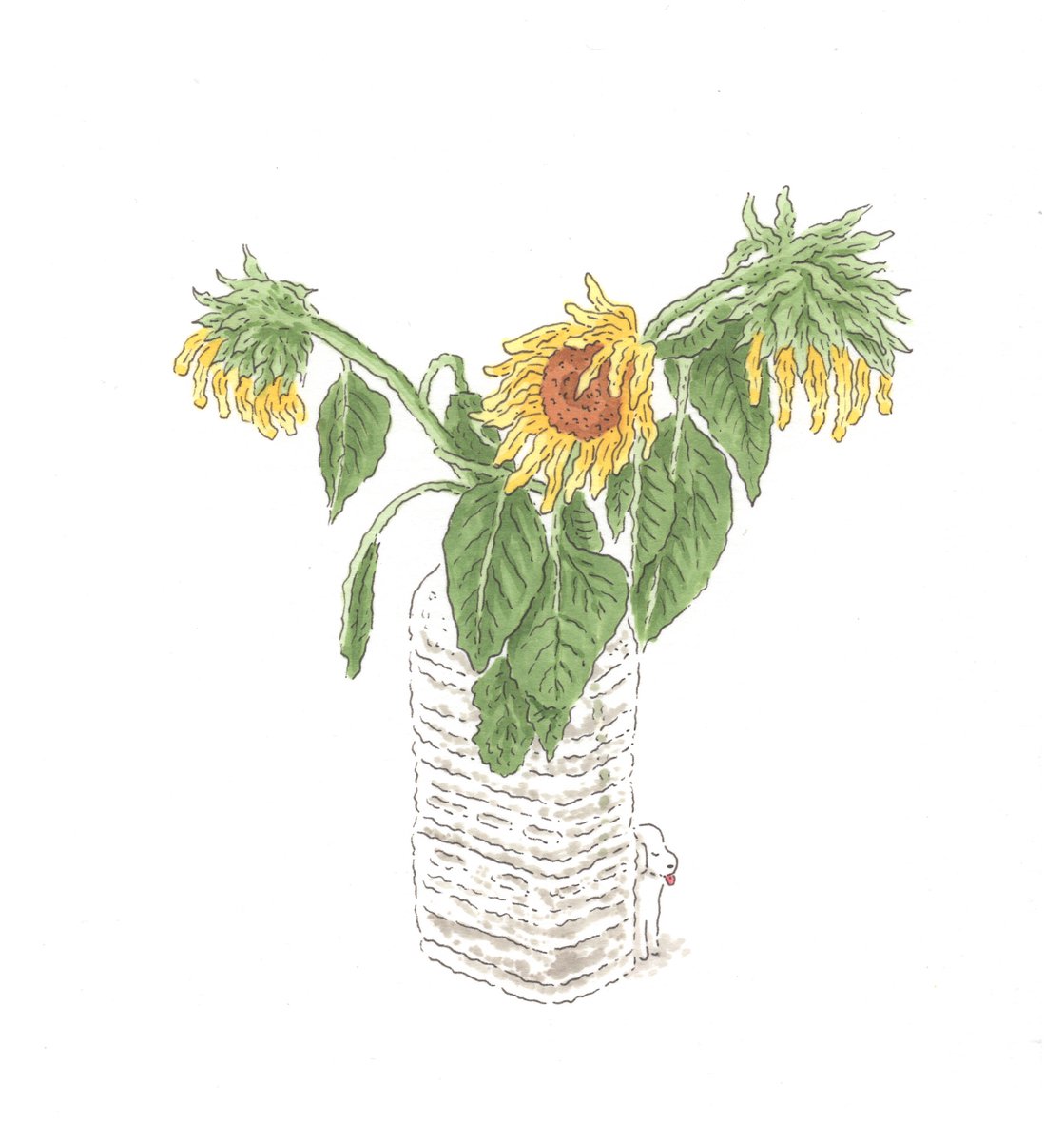 no humans sunflower flower simple background white background plant leaf  illustration images