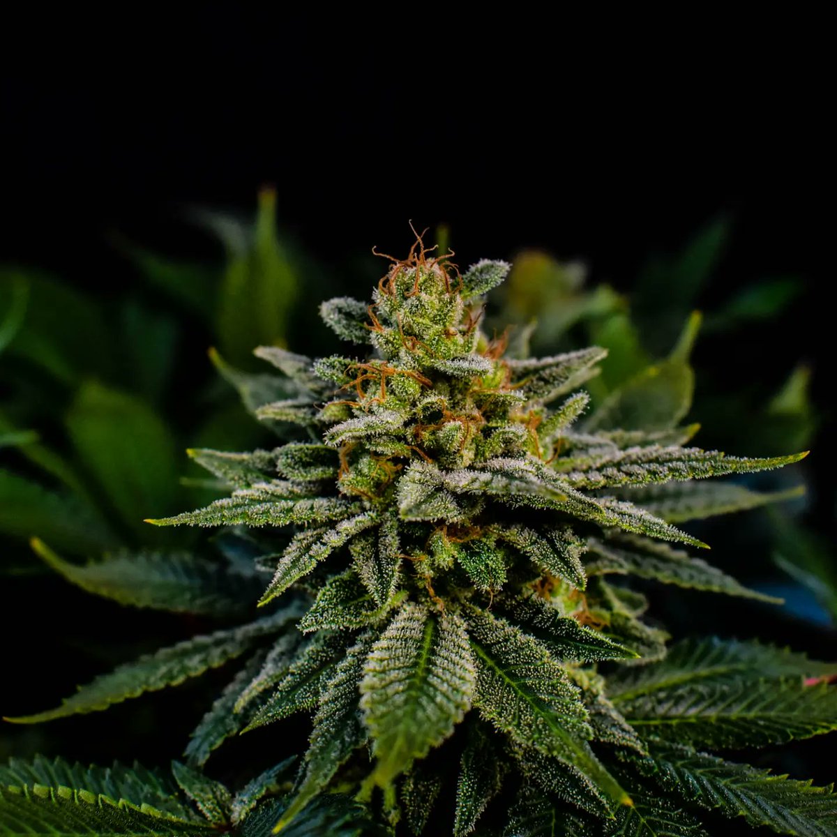 🧬 Blue Rhino by @positronics__seeds 

*Diet Pro Line by <a href="/athena/">Athena</a>.ag <a href="/athena/">Athena</a>___jj @athena_jj_ @athena.ag_latam 

*Lights @luxxlighting @growers_choice_selections 

*Ventilation system <a href="/acinfinityinc/">AC INFINITY</a> 

*Irrigation system <a href="/TheFloraFlex/">FloraFlex</a>