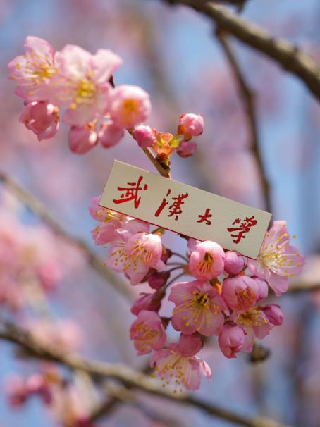 WHU_1893's tweet photo. ๐ธGet ready, #WHUers and followers! The pretty #CherryBlossoms of #WuhanUniversity have awakened, painting the campus in hues of pink and white.
โ
๐Immerse yourself in the spectacular view of #WHUcampus as it fills our hearts with romance! #BlossomsofWHU https://t.co/0YEXIBvwZO