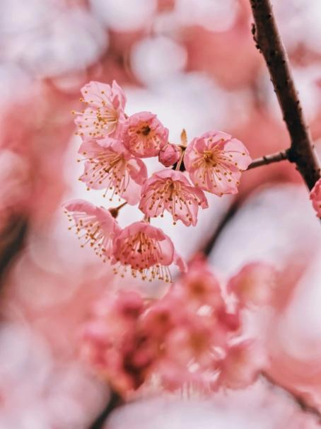 WHU_1893's tweet photo. ๐ธGet ready, #WHUers and followers! The pretty #CherryBlossoms of #WuhanUniversity have awakened, painting the campus in hues of pink and white.
โ
๐Immerse yourself in the spectacular view of #WHUcampus as it fills our hearts with romance! #BlossomsofWHU https://t.co/0YEXIBvwZO